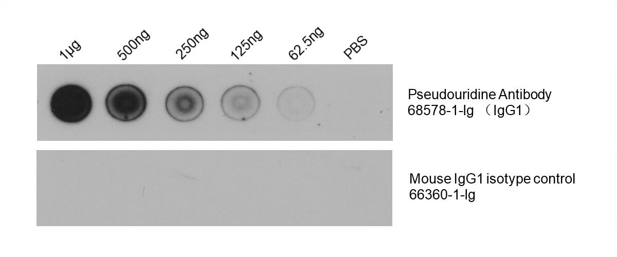 Dot Blot experiment of RNA using 68578-1-Ig